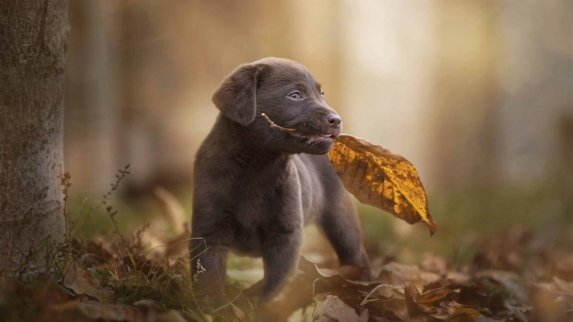 当斗牛士遇上角斗士，阿圭罗东决封神夜与西班牙的罗马启示录